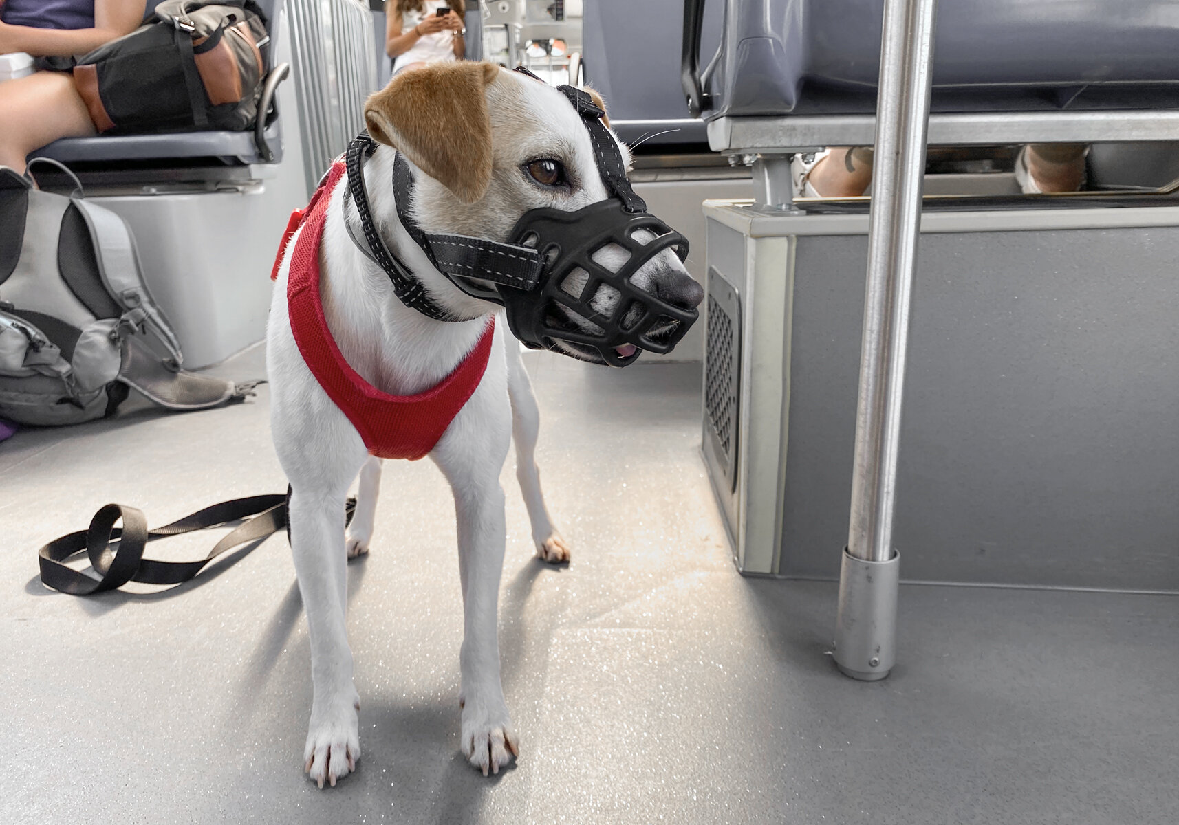 Usuarios del Metro de Lima y el Metropolitano pueden viajar con mascotas pequeñas – Caretas